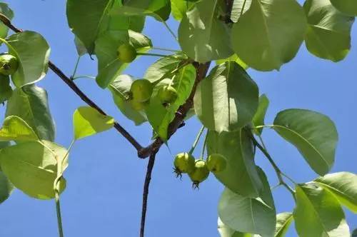梨树周年栽培管理历，从清园萌芽到挂果采收，病虫管理和施肥方案