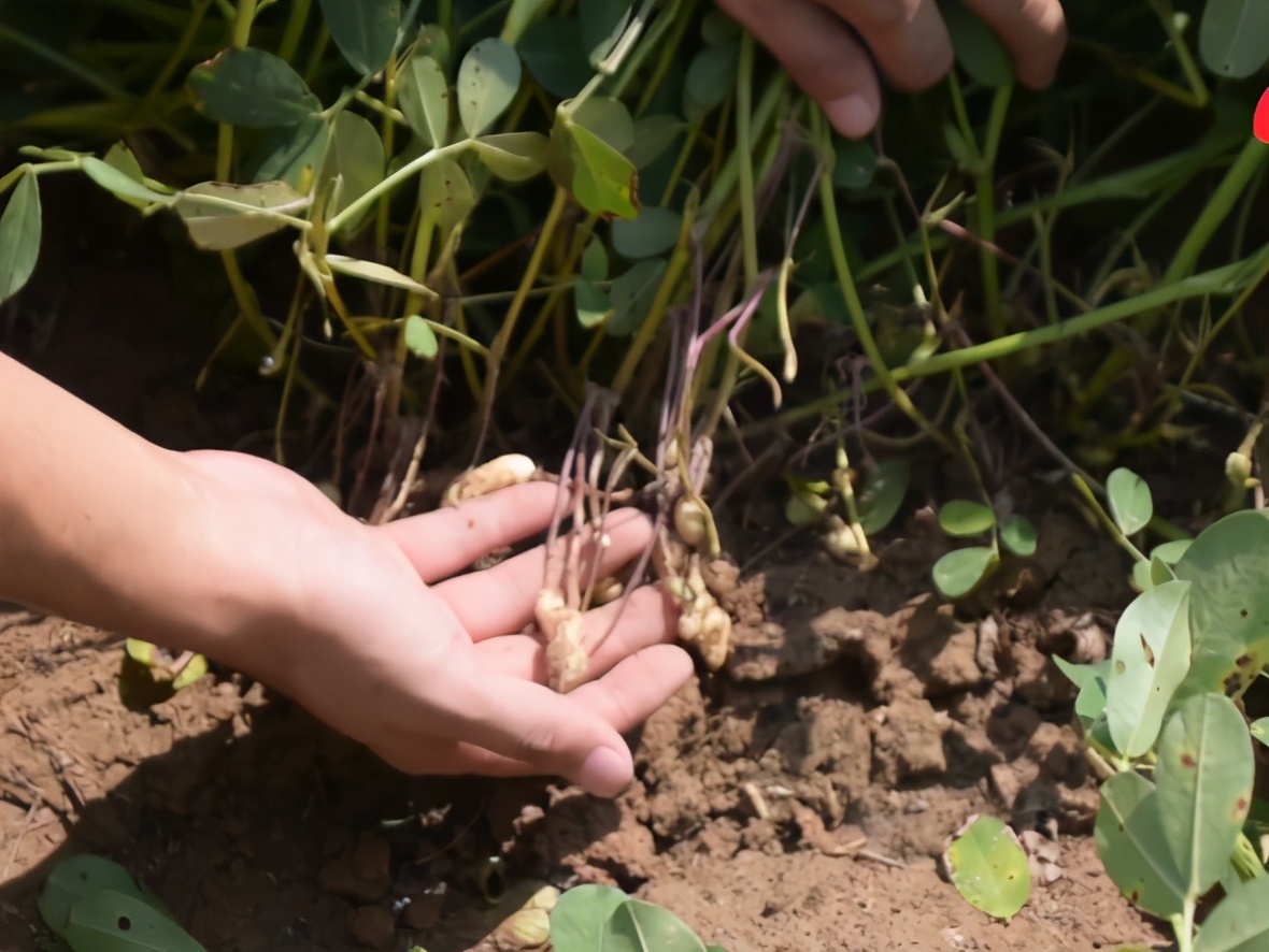花生怎样种植才能高产的技巧,花生种植时间高产技术绝招