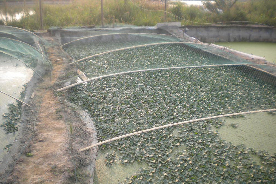 温棚甲鱼养殖需要注意什么,养殖甲鱼需要增氧吗