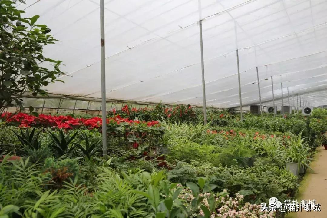 聊城北环花卉市场批发玫瑰鲜花吗,聊城最大的花卉市场