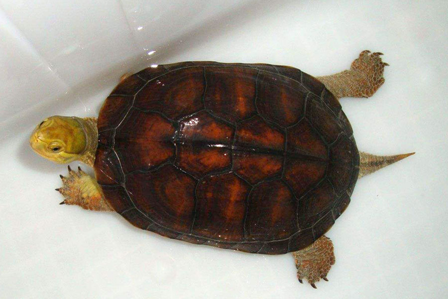 乌龟为什么会断尾,乌龟为什么自己断尾巴