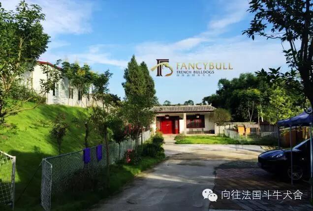 英短猫怎么饲养需要什么,向往优宠