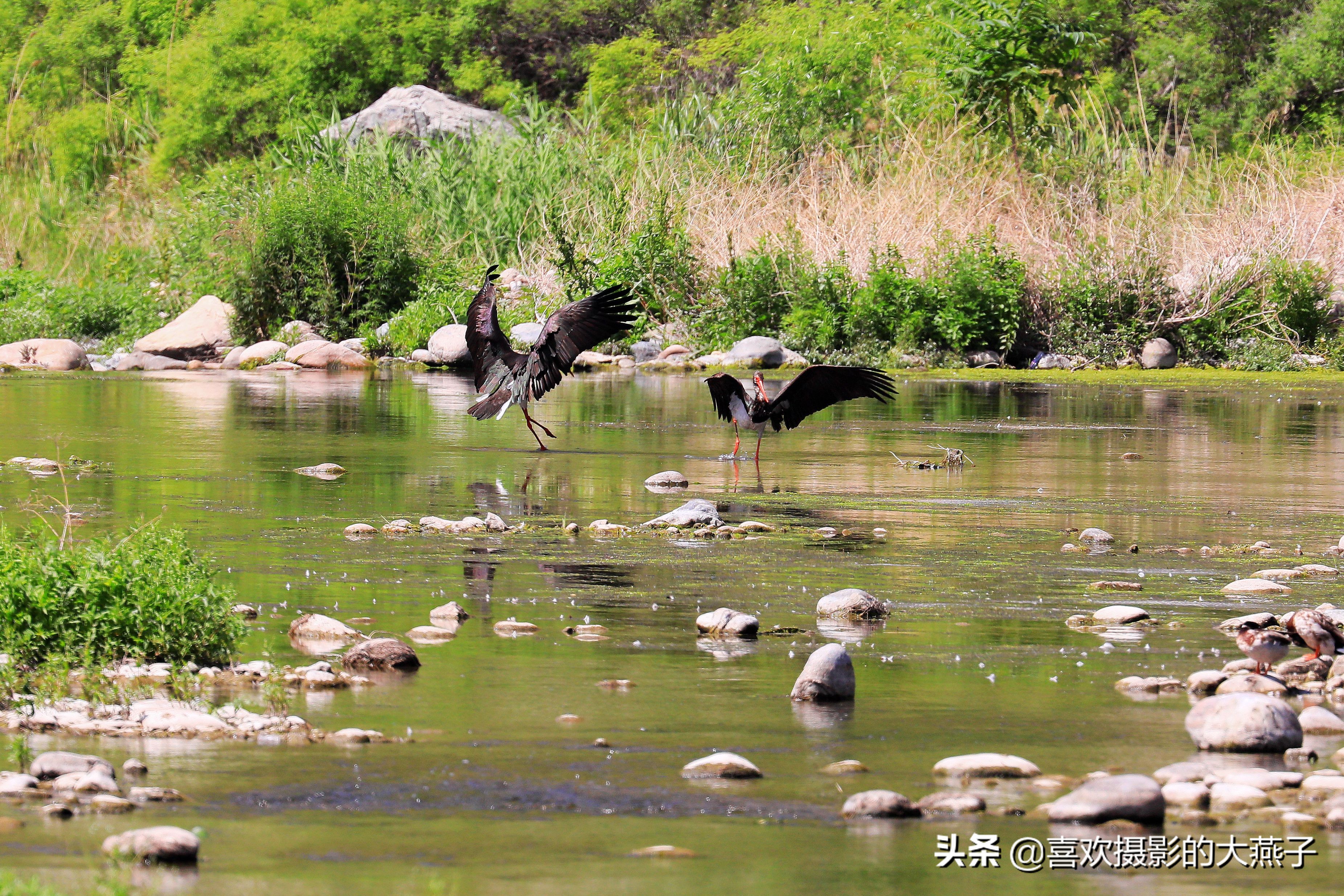 慕名前往十渡黑鹳之乡小有收获
