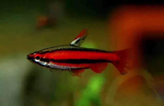 灯鱼草缸造景教程,草缸造景养什么鱼