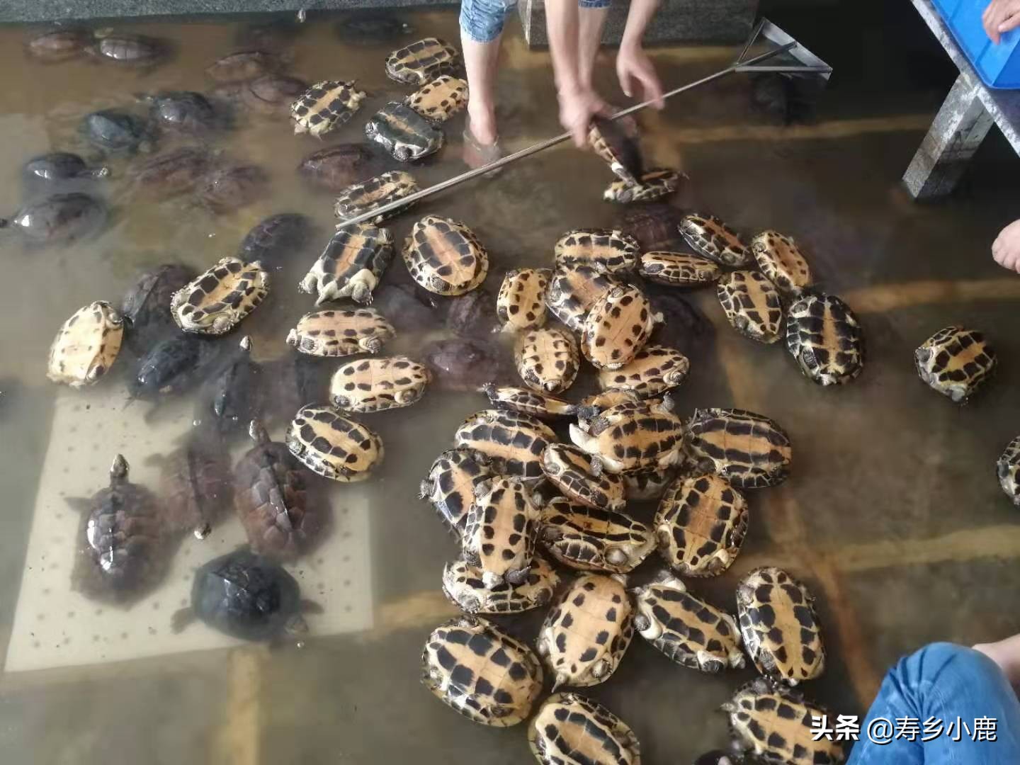 养龟水霉病最佳消灭方法,水龟水霉病最佳消灭方法