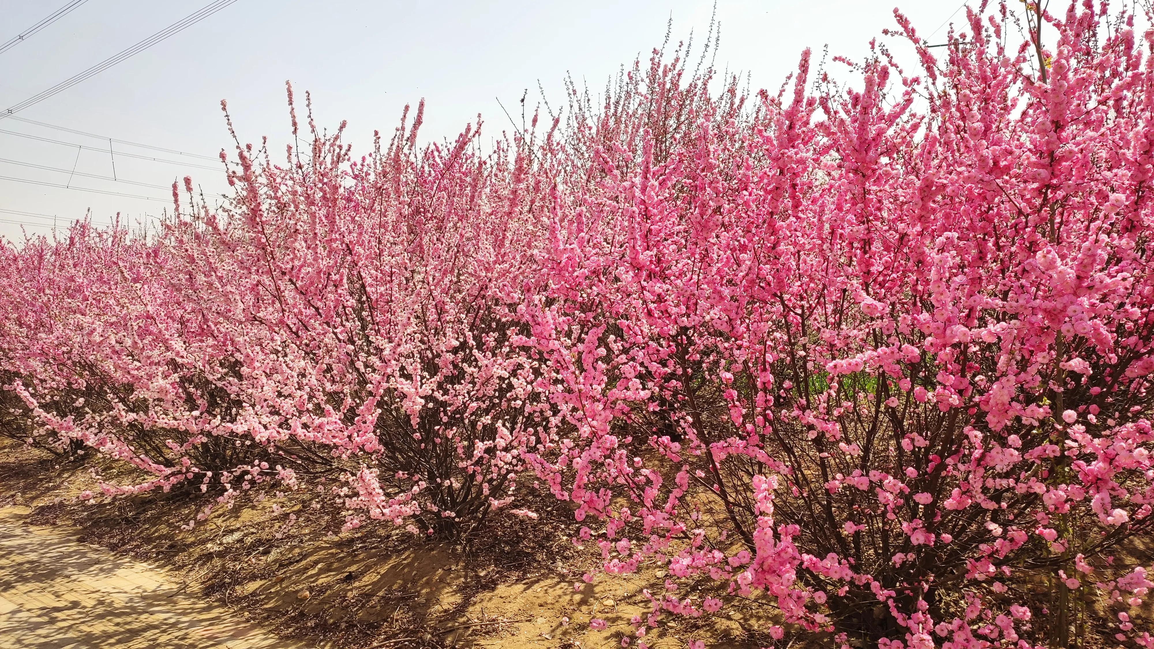 濂冲ぇ瀛︾敓缃戠害杞﹂伃鍥氱,缃戠害杞﹀コ瀛╄鍥氱