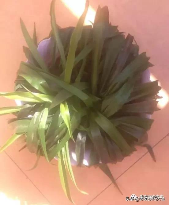 绿萝铜钱草家庭养殖,绿萝发财树黄叶子怎么办呢