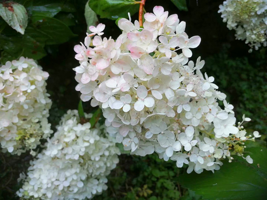 花卉黄叶病的治疗方法,花草有黄叶斑点问题