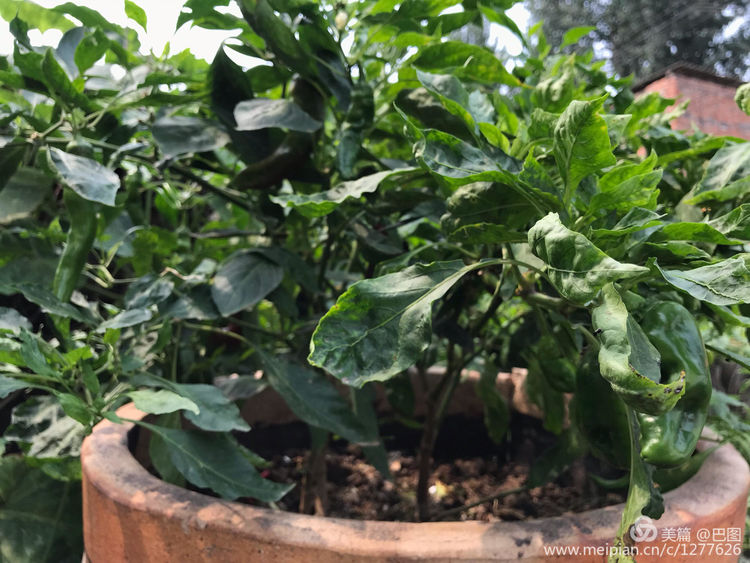 河南省新安县铁门镇沟头村支书,新安铁门镇沟头村