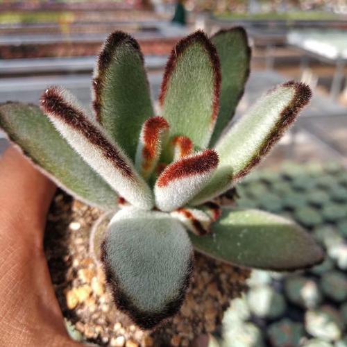 1000种多肉植物图鉴大全大图,景天科1000种多肉植物图鉴