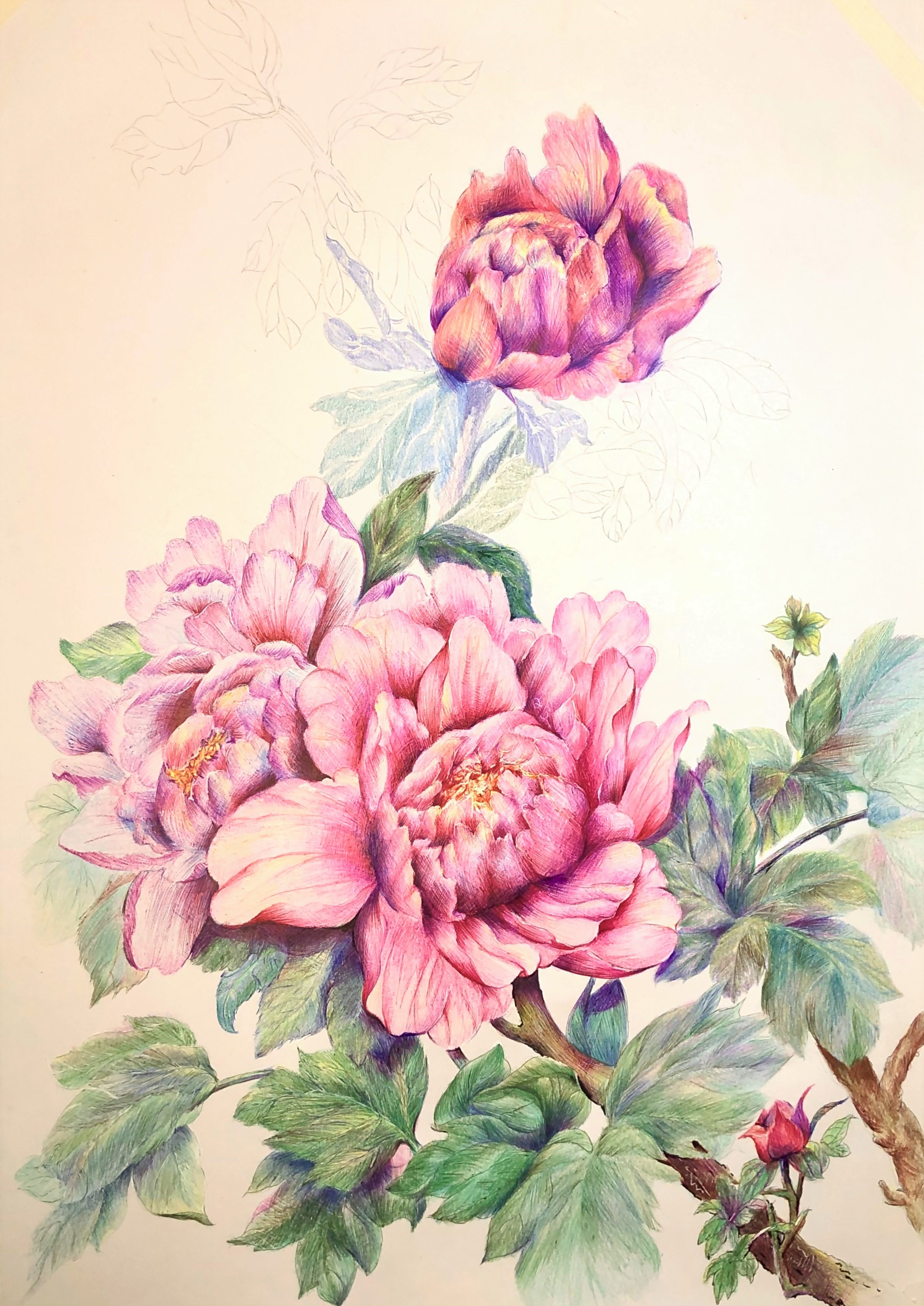 圆珠笔画牡丹教学,圆珠笔画牡丹的画法