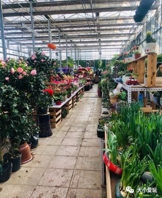 可以逛的花卉市场,值得去看的花卉市场