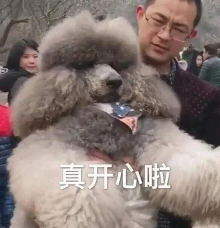 巨型犬抱女主人原视频后续,巨型贵宾犬太粘人天天要抱