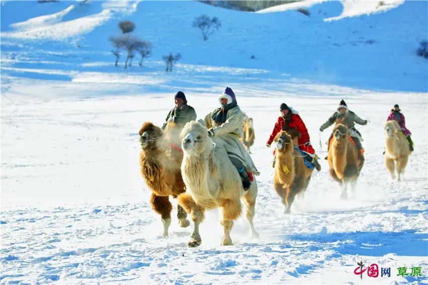 一起去看美丽的坝上草原,秋季坝上草原游记