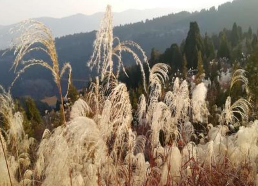 济南南部山区免费景点自驾游攻略,济南到呼伦贝尔大草原自驾游攻略