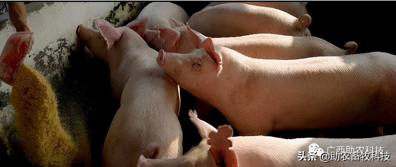 是什么原因引起非瘟,怎么消灭非瘟最有效的方法