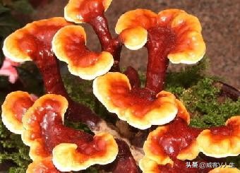 灵芝神草中华瑰宝,中华瑰宝灵芝价格