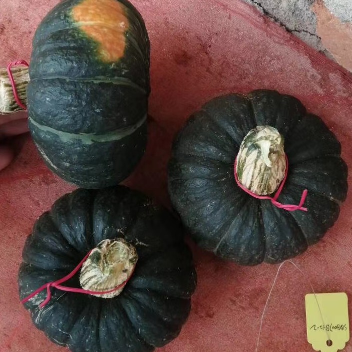 你见过南瓜是什么样子,你是真正的了解南瓜吗