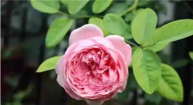 给大家介绍一下玫瑰品种,玫瑰的品种及特点介绍