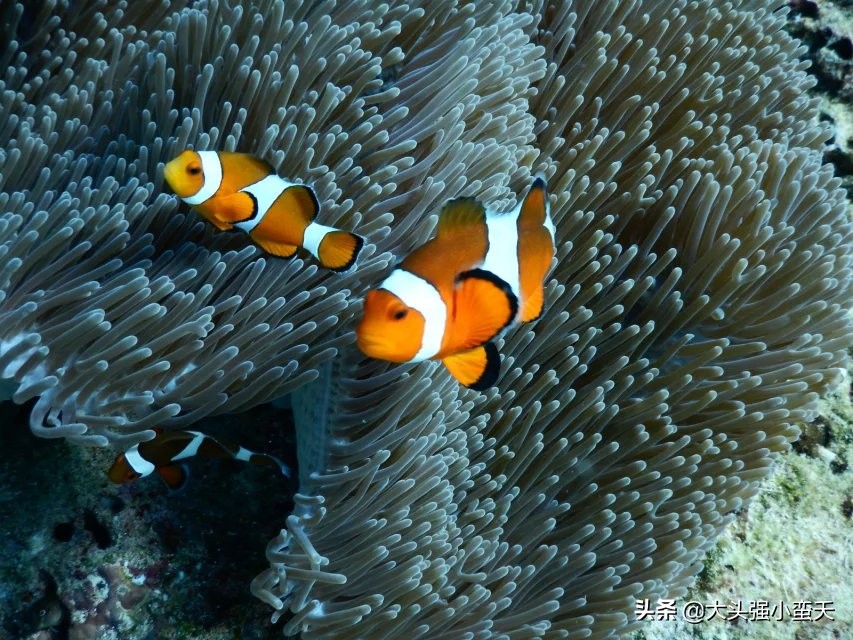沙巴马穆迪岛为什么最小 (马穆迪岛海岛)