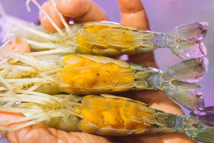 全网吃虾第一名,吃虾全网第一