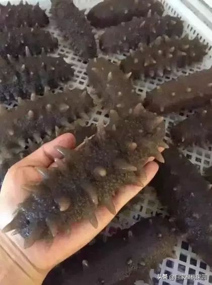 辽参科普,真正的辽参