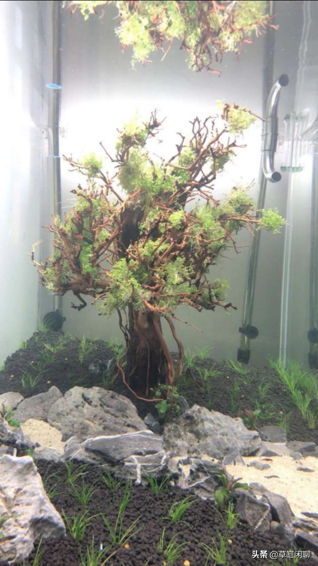 草缸造景新手入门,造景为什么一定要沉木或者杜鹃根