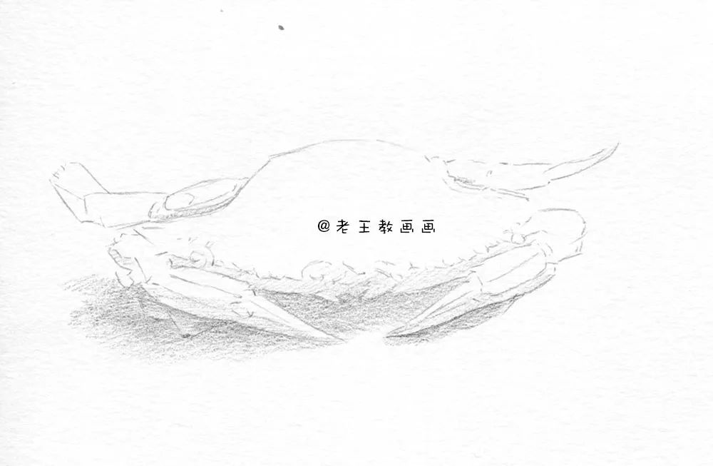 零基础自学画螃蟹入门,零基础学画螃蟹
