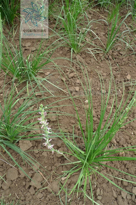 藁本神农本草经,神农本草经葛根原文