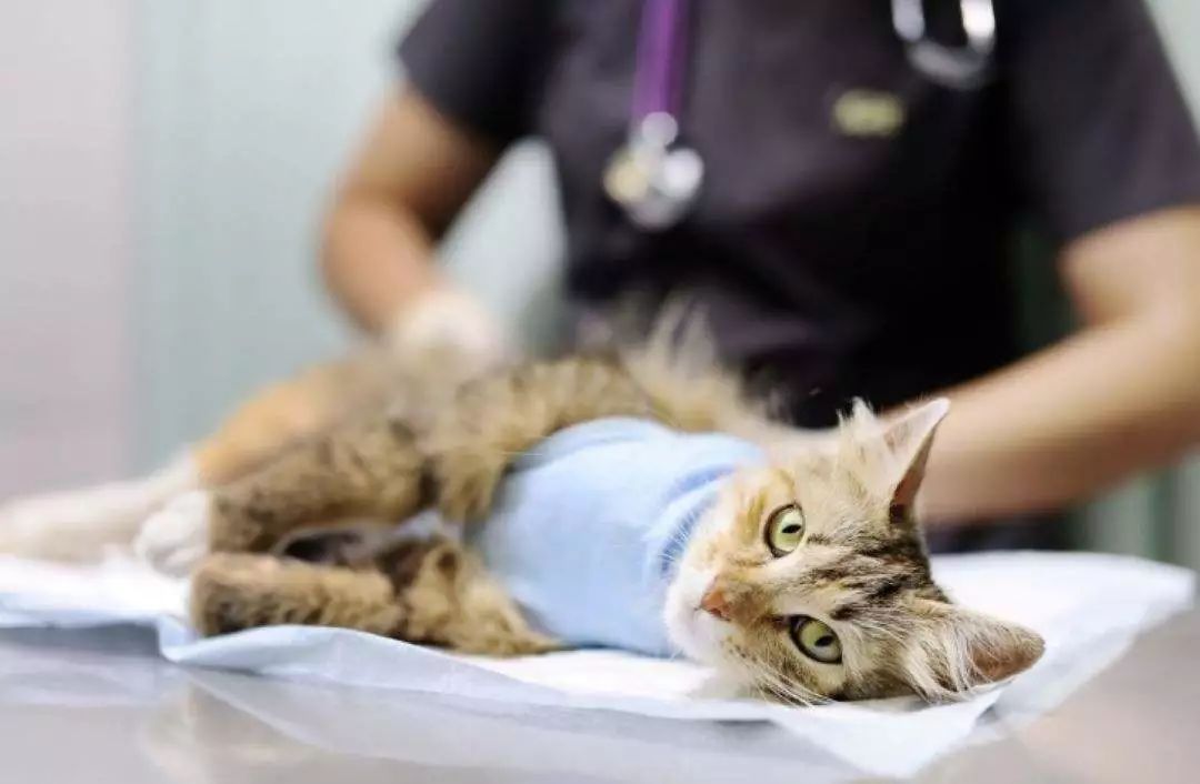 猫咪防发情用棉签？铲屎官听信网友错误建议，导致猫咪严重受伤！