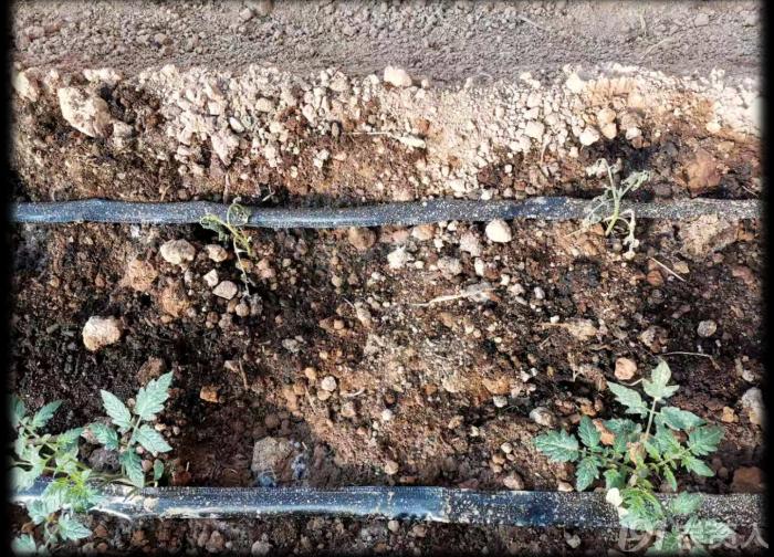 大棚土壤基础知识,大棚土壤养殖基本原理