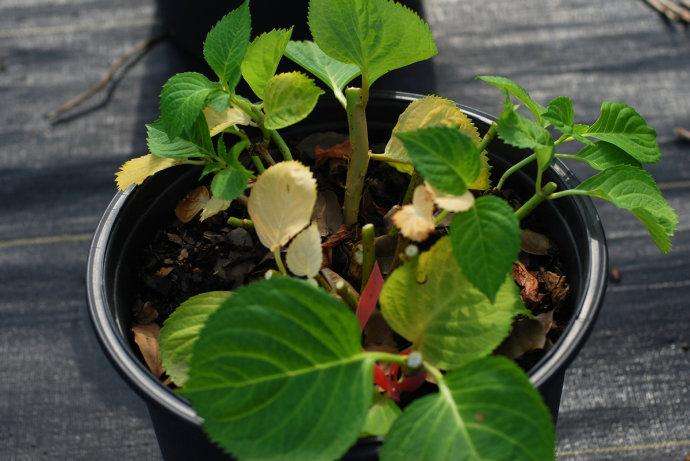 夏天需要给绣球施肥吗,夏天适合养无尽夏