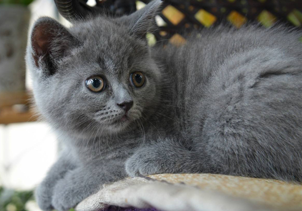 如果母猫不断奶会有乳腺炎,母猫断奶后需不需要打回奶针