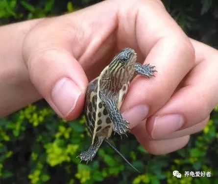 中华花龟怎么养用多少水,中华草龟中苗怎么养