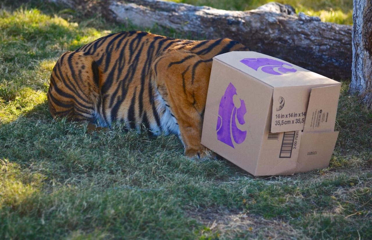 猫科动物辟谣,狮子老虎和猫智力差距