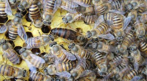 铚傜帇鐨勫偍绮惧泭,涓渹绮惧瓙鍌ㄥ瓨