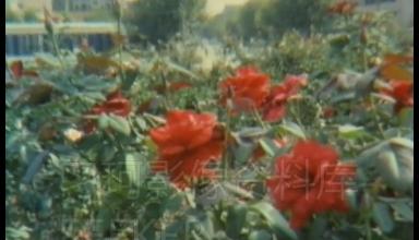 沙市为什么叫小上海,80年代的沙市