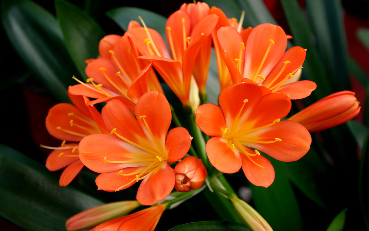 水泡烂苹果,可以喝的“营养液”,干净肥力大,浇啥旺啥,还减肥