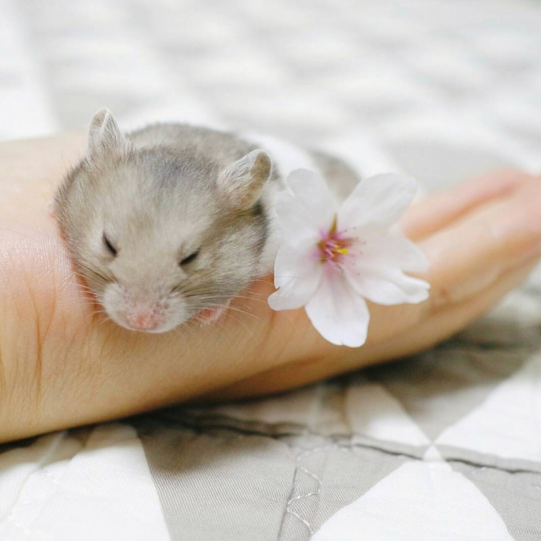 新手养金丝熊仓鼠必备知识,新手怎么养布丁和三线仓鼠