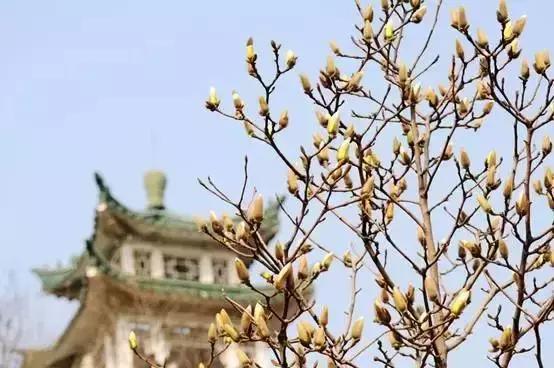 天津桃花堤赏花时间2021,天津桃花堤桃花什么时间开花