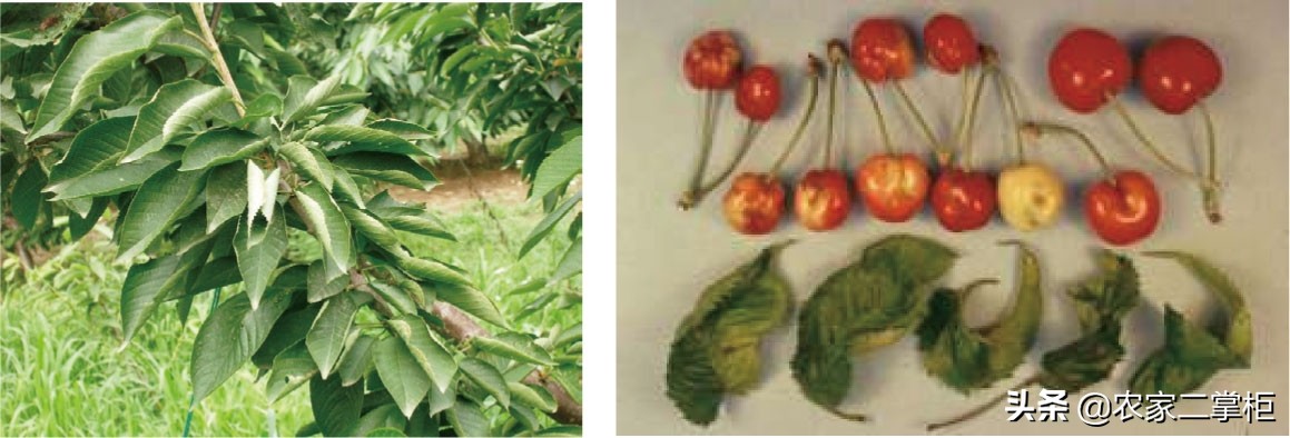 设施甜樱桃花期管理,樱桃种植技术及病虫害防治