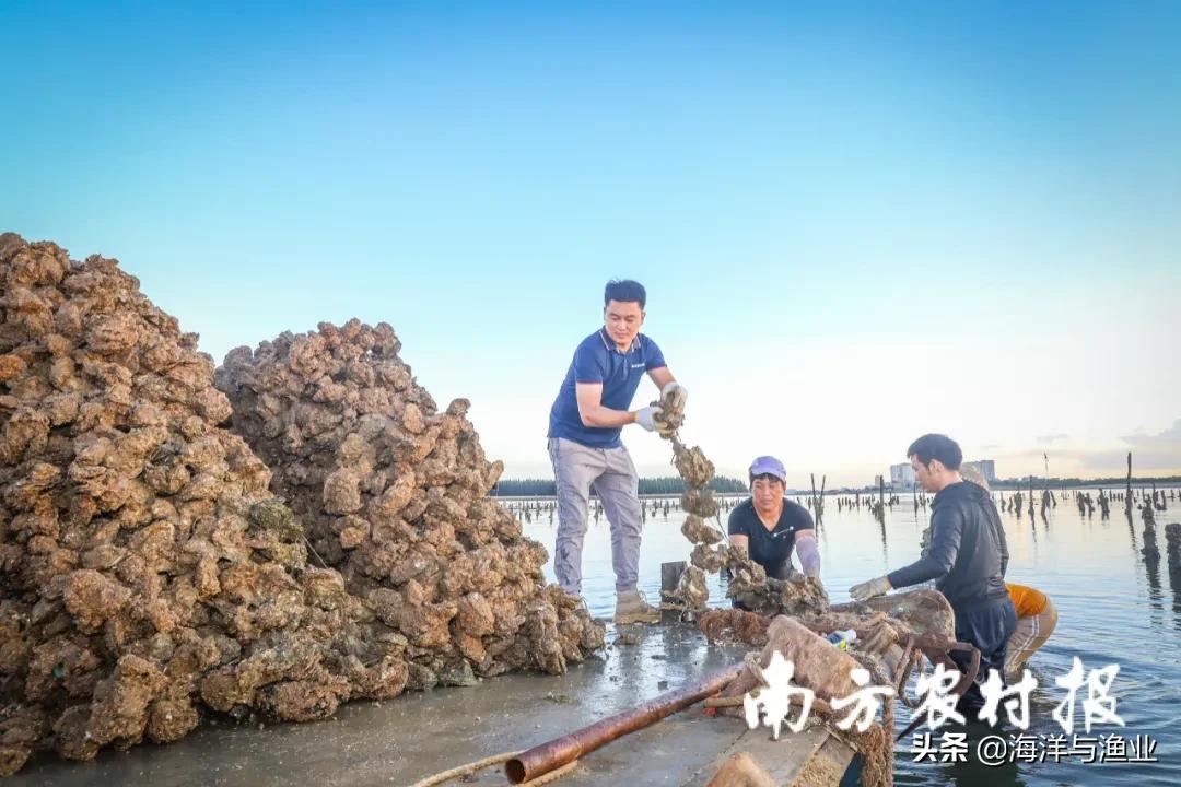 生蚝除了吃，还能干什么？湛江90后养蚝人玩转蚝产业链