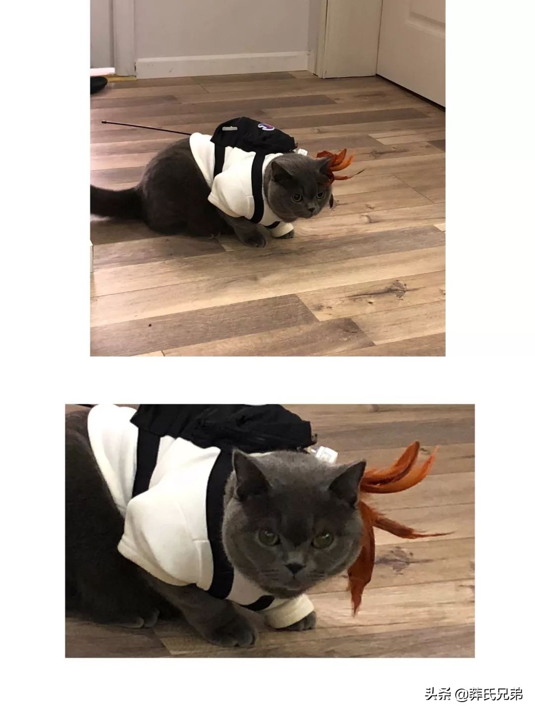 宠物秀场最新动态,亚宠展宠物时装秀人气火爆现场