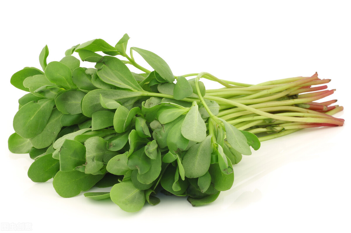 马齿苋的功效和药理作用,马齿苋药食同源科普