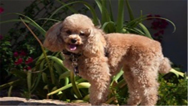 怎么养贵宾犬的方法大全,贵宾犬怎么养最好