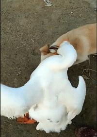 开心图文高清图片,开心图文原创