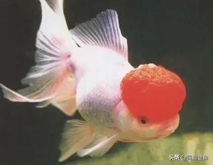 金鱼全身发红充血还能活多久,天气降温金鱼充血怎么办