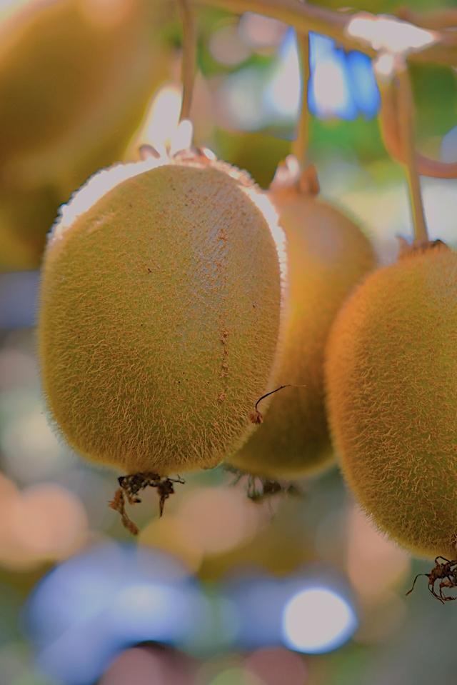 原产于中国乳名鹅莓的土货，被新西兰的土壤孕育成了国际巨星