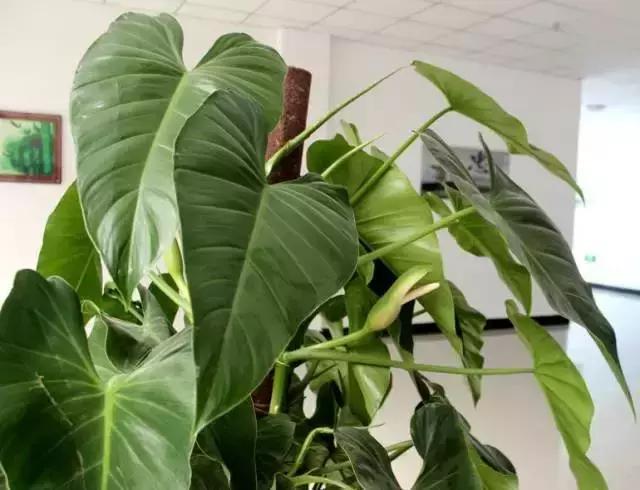 大叶绿萝黄叶咋回事怎么处理,大叶绿萝黄叶开裂要施硫酸亚铁吗