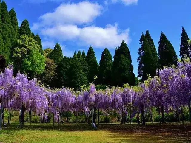 樱花散去!最美紫藤视觉盛宴来袭~